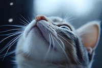 Close-up portrait of domestic tabby cat looking upward with whiskers and pink nose visible. Peaceful feline expression with soft natural lighting.
