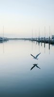 Seagull flying over calm marina waters with sailboat masts reflected at dawn, creating peaceful waterfront scene for travel and nature concepts.