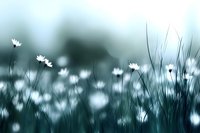 Dreamy meadow scene with white daisies against dark teal background, soft focus wildflowers and grass silhouettes creating moody nature atmosphere.