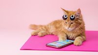 Ginger tabby cat lying on pink yoga mat with smartphone, looking surprised at camera against pink background for fitness and pet lifestyle content.