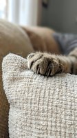 Cat paw with extended claws resting on textured beige sofa armrest in cozy living room interior for pet care and furniture protection concepts.