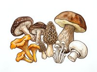 Variety of edible and wild mushrooms isolated on white background, including chanterelle, morel, porcini, and button types for culinary and botanical design use.