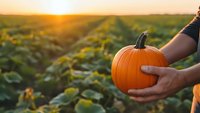 Hands holding fresh orange pumpkin in autumn field at golden sunset. Harvest season, farming, agriculture concept for fall decorations and seasonal produce.