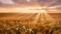 Golden wheat field with white wildflowers at sunset with dramatic sky and sunbeams creating peaceful rural agricultural landscape for harvest season concepts.
