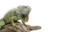 Green iguana reptile sitting on driftwood branch against white background, isolated exotic pet lizard with spiky dorsal scales for wildlife design projects.