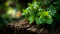Fresh green mint leaves on rustic wooden surface with natural bokeh background for culinary herbs cooking and organic gardening concepts.