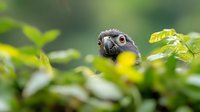 Curious macaw parrot peeking through lush green foliage, close-up portrait showing detailed eye and beak against soft bokeh background, wildlife photography.