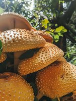 Wild orange mushrooms with spotted caps growing in clusters on forest floor, sunlight filtering through leaves creates magical woodland atmosphere.