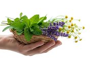 Hands holding wicker basket with fresh mint leaves, lavender sprigs and chamomile flowers isolated on white background for natural medicine and aromatherapy.