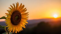 Vibrant sunflower blooming against golden sunset sky with warm orange and yellow hues creating peaceful countryside landscape scene for nature and agriculture themes.