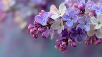 Spring lilac flowers blooming on branch with soft purple and white petals against blurred background for seasonal garden and nature themes.