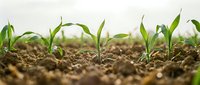 Young green corn seedlings emerging from rich brown soil in agricultural field representing growth, farming and sustainable agriculture concepts.