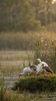 White domestic geese grazing peacefully by tranquil pond surrounded by tall marsh grass and golden sunlight filtering through trees in serene countryside setting.