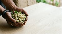 Male hand holding fresh green hops on wooden table, ideal for brewery, craft beer, and agriculture industry marketing materials.