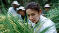 Young Asian woman farmer examining rice plants in paddy field while agricultural workers harvest in background, sustainable farming concept.