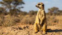 Meerkat standing upright in alert pose on sandy ground in African savanna landscape with acacia trees in golden hour light for wildlife photography.