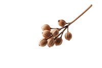 Dried seed pods on brown branch isolated on white background, botanical natural element for decoration and design projects.