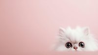 White Persian kitten with large brown eyes on soft pink background for pet care advertising and social media content.