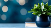 Green succulent plant in dark blue ceramic pot against blurred bokeh background on blue surface with book, creating minimalist modern home decor composition.