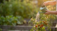 Hands watering fresh tomato plants with metal watering can in sunny garden. Organic vegetable gardening and sustainable farming concept for healthy lifestyle.