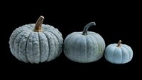 Three blue-gray pumpkins of different sizes isolated on transparent background, ready for fall clipart, stickers, t-shirt design, sublimation, and print on demand projects.