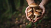 Hands holding freshly harvested mushrooms in forest setting, ideal for agriculture, food, and nature content.