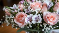 Soft pink roses with white striped petunias and baby's breath create an elegant floral arrangement. Perfect for weddings, events, and greeting cards.