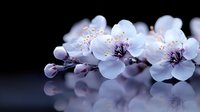 White cherry blossom branch with delicate petals and visible stamens reflected on glossy surface against dark background for spring designs.