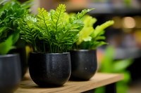 Fresh green ferns in modern black ceramic pots arranged on wooden shelf, creating minimalist indoor garden display with soft bokeh background.