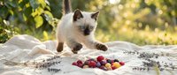 Siamese kitten with dark points sitting on weathered wood surface with scattered colorful berries and foliage in soft natural light.