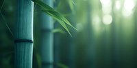 Fresh green bamboo stems and leaves against blurred forest background with soft bokeh lights creating zen atmosphere for wellness and spa designs.