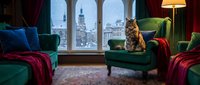 Cozy living room interior with tabby cat on green armchair, warm lighting and city view through arched windows for home decor and lifestyle concepts.