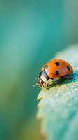 Orange ladybug with black spots crawling on green leaf surface with soft blurred natural background for nature and wildlife photography projects.