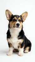 Adorable tricolor corgi puppy sitting on white background, isolated for design use. Cute dog with large ears and expressive eyes for pet advertising.
