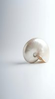 Elegant nautilus shell with natural spiral pattern on clean white background for minimalist design projects and marine themed decorations.