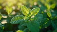 Fresh green leaves with detailed veins illuminated by soft sunlight against blurred natural bokeh background, showing growth and vitality in springtime garden setting.
