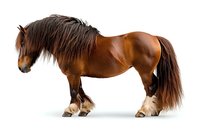 Brown draft horse with feathered legs and flowing mane standing in profile view on white background, isolated cutout for commercial design and advertising use.