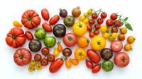 Colorful assortment of fresh heirloom and cherry tomatoes in various shapes and sizes isolated on white background for healthy cooking and organic food concepts.
