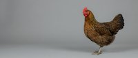 Brown rooster with red comb standing in profile against neutral gray background, suitable for agricultural, farming, poultry, and livestock design projects.