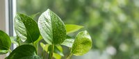 Fresh green pothos plant leaves with water droplets on windowsill creating natural home decor atmosphere for indoor gardening and houseplant care concepts.
