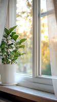 Green houseplant in white pot on windowsill with soft morning sunlight streaming through sheer curtains, creating peaceful home atmosphere with bokeh background.