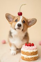 Adorable Welsh Corgi puppy with cherry on head sitting next to strawberry cake on beige background, celebrating pet birthday or special occasion.