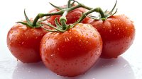 Fresh ripe red tomatoes on vine with water droplets isolated on white background for healthy cooking and organic food concepts.