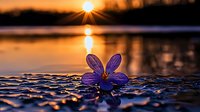 Purple wildflower floating on rippled water surface at sunset with golden sun rays and reflections creating magical nature atmosphere for wellness designs.