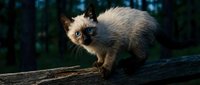 Young Siamese kitten with dark points and blue eyes standing on wooden log in forest setting, alert expression.