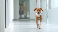 Happy brown and white mixed breed dog running through modern office hallway with glass walls and bright natural lighting for pet-friendly workplace concepts.