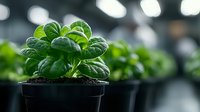Fresh basil plant growing in small black pot with vibrant green leaves against blurred background, showing healthy organic herb cultivation for cooking and gardening.