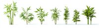 Green bamboo plants collection showing different species and growth stages isolated on white background for landscaping and garden design projects.