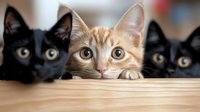 Curious ginger and black cats peeking over wooden surface with bright eyes, creating playful and mischievous expression in domestic setting.