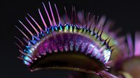 Colorful Venus flytrap plant with vibrant purple, blue, and green hues against dark background, showcasing carnivorous plant's trigger hairs and trap mechanism.